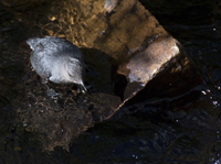 American Dipper 2421